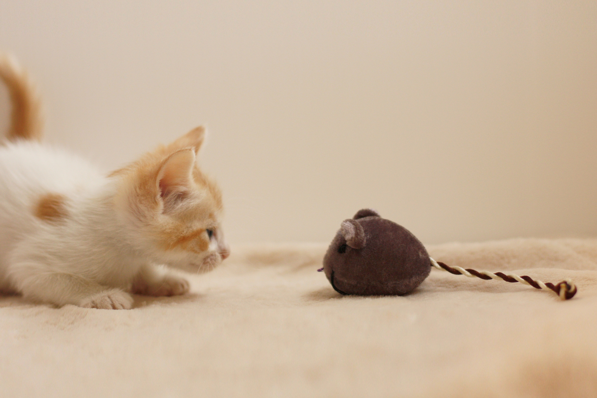 ねずみのおもちゃで遊ぶ猫