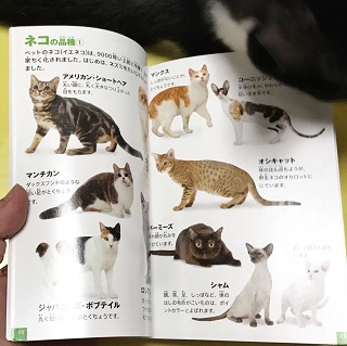 ネコ図鑑